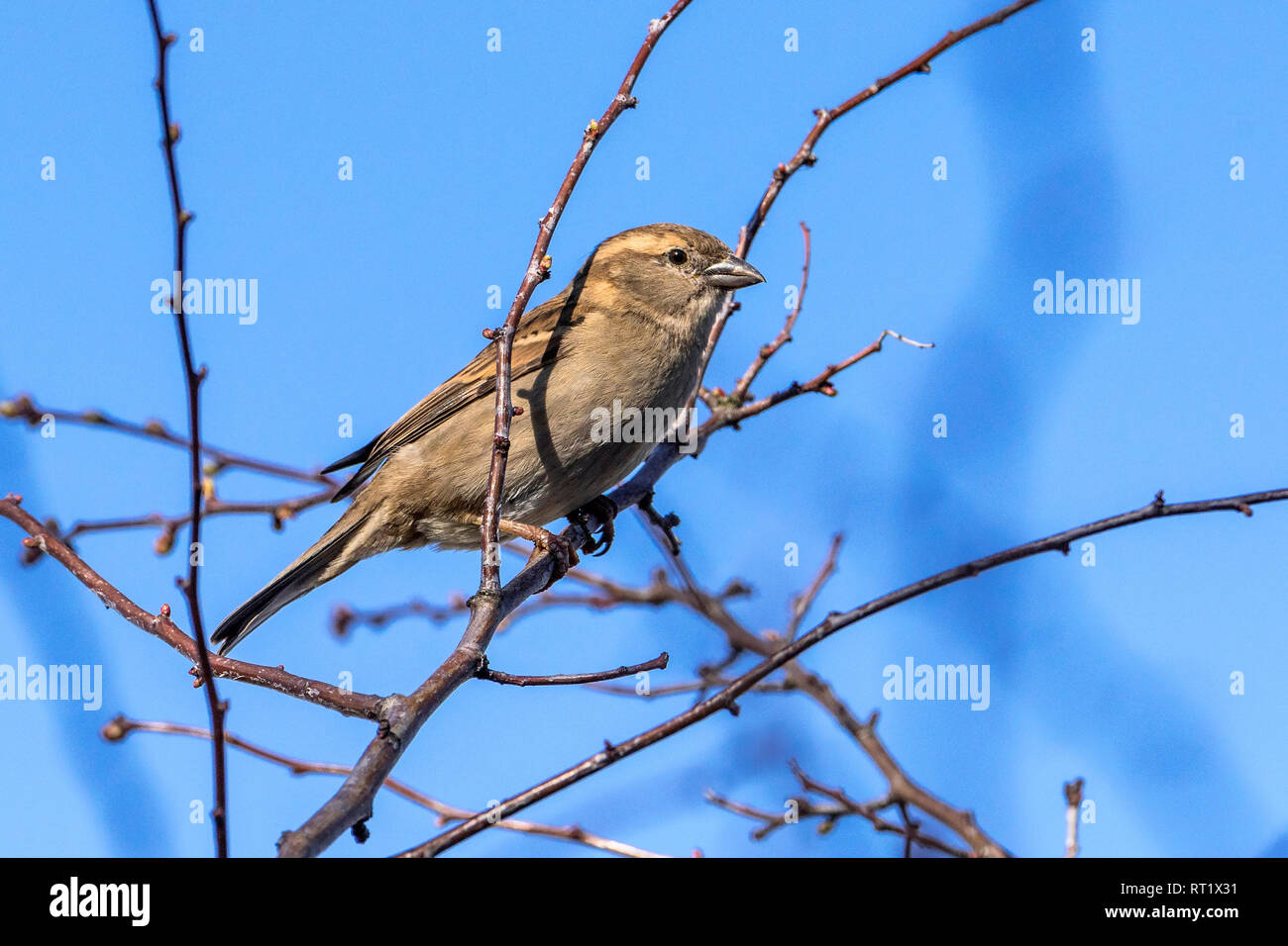 House sparrow. Stock Photo