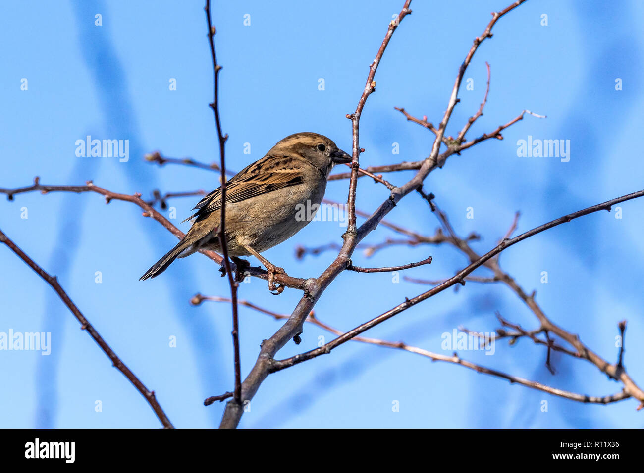 House sparrow. Stock Photo