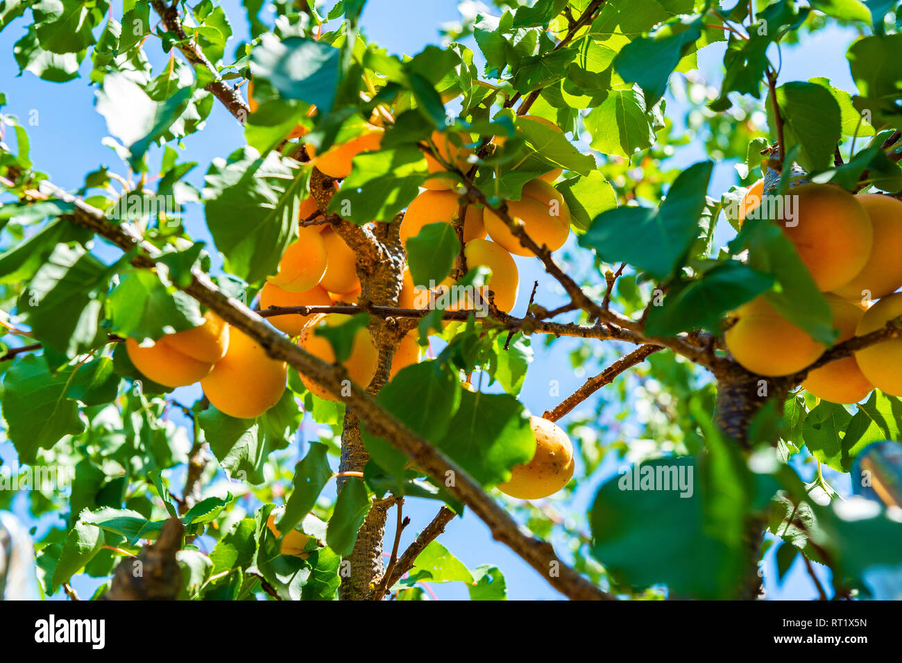 Abricot High Resolution Stock Photography And Images Alamy
