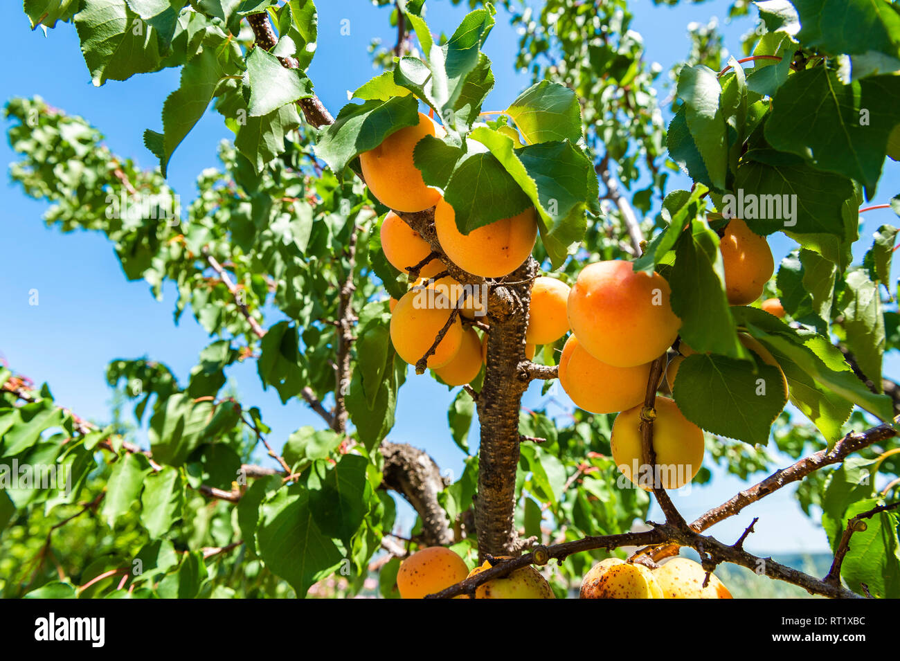 Abricot High Resolution Stock Photography And Images Alamy