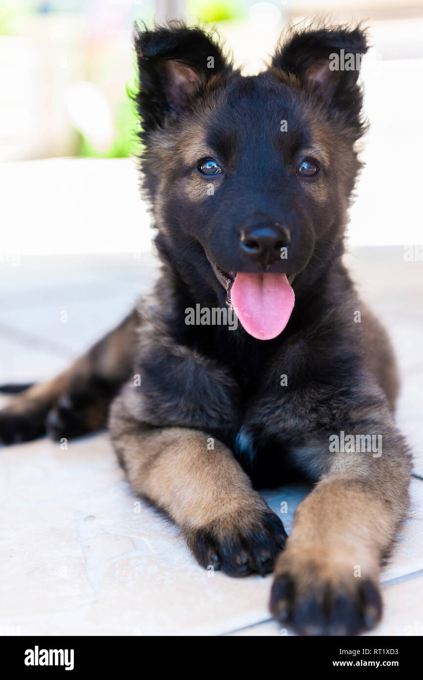 Berger Malinois High Resolution Stock Photography and Images - Alamy