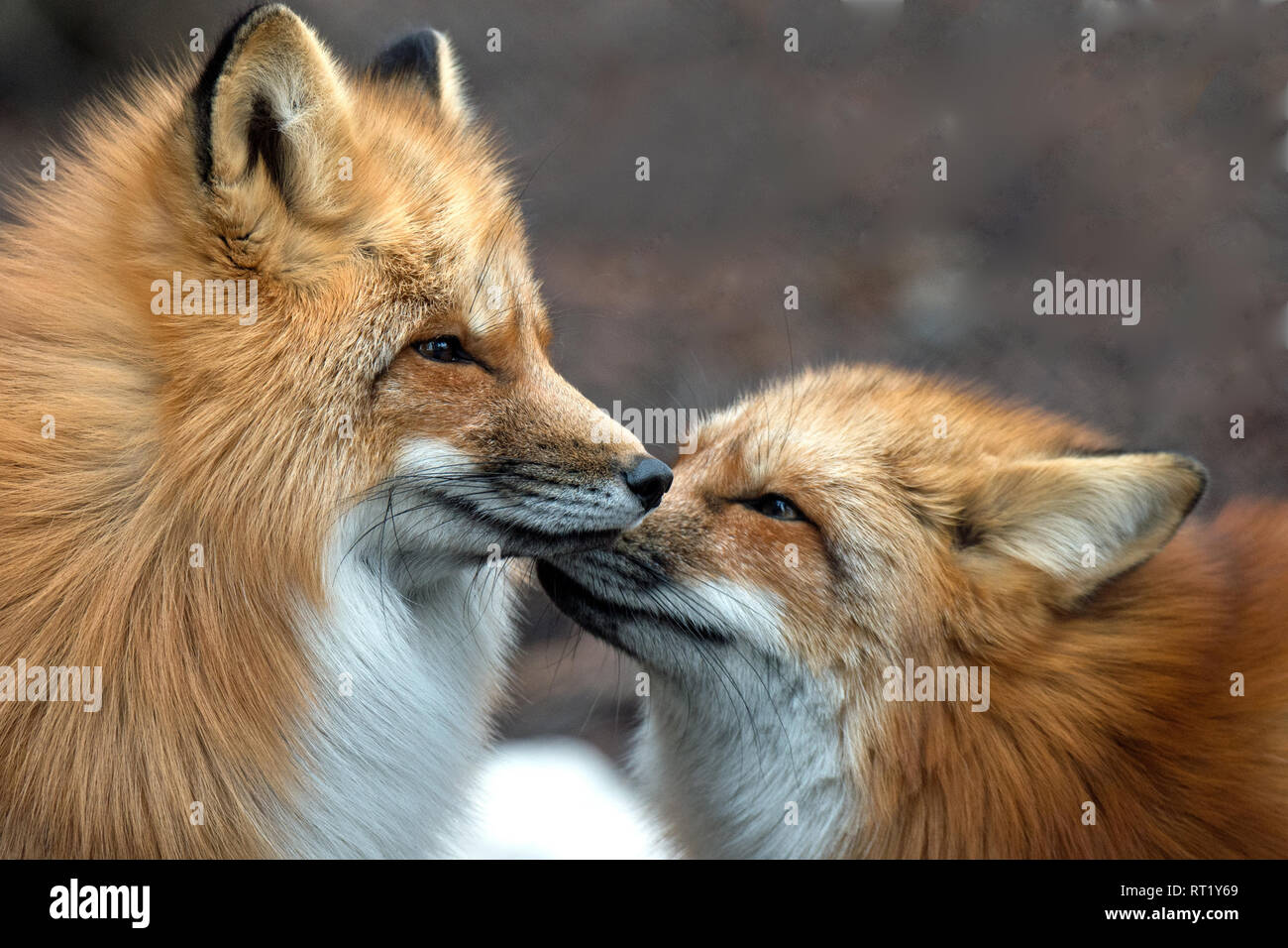 Fox, fox in February, foxes, doggy, crafty fox, predator, pure corner, pure corner Voss, red fox, animal, animals, Vulpes vulpes, wild animal, winter  Stock Photo