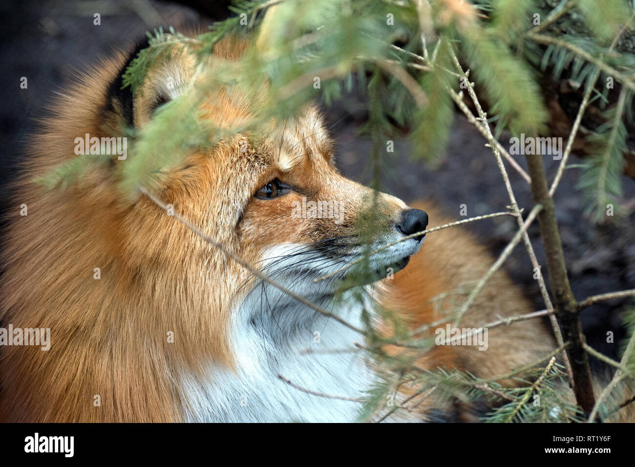 Fox, fox in February, foxes, doggy, crafty fox, predator, pure corner, pure corner Voss, red fox, animal, animals, Vulpes vulpes, wild animal, winter  Stock Photo