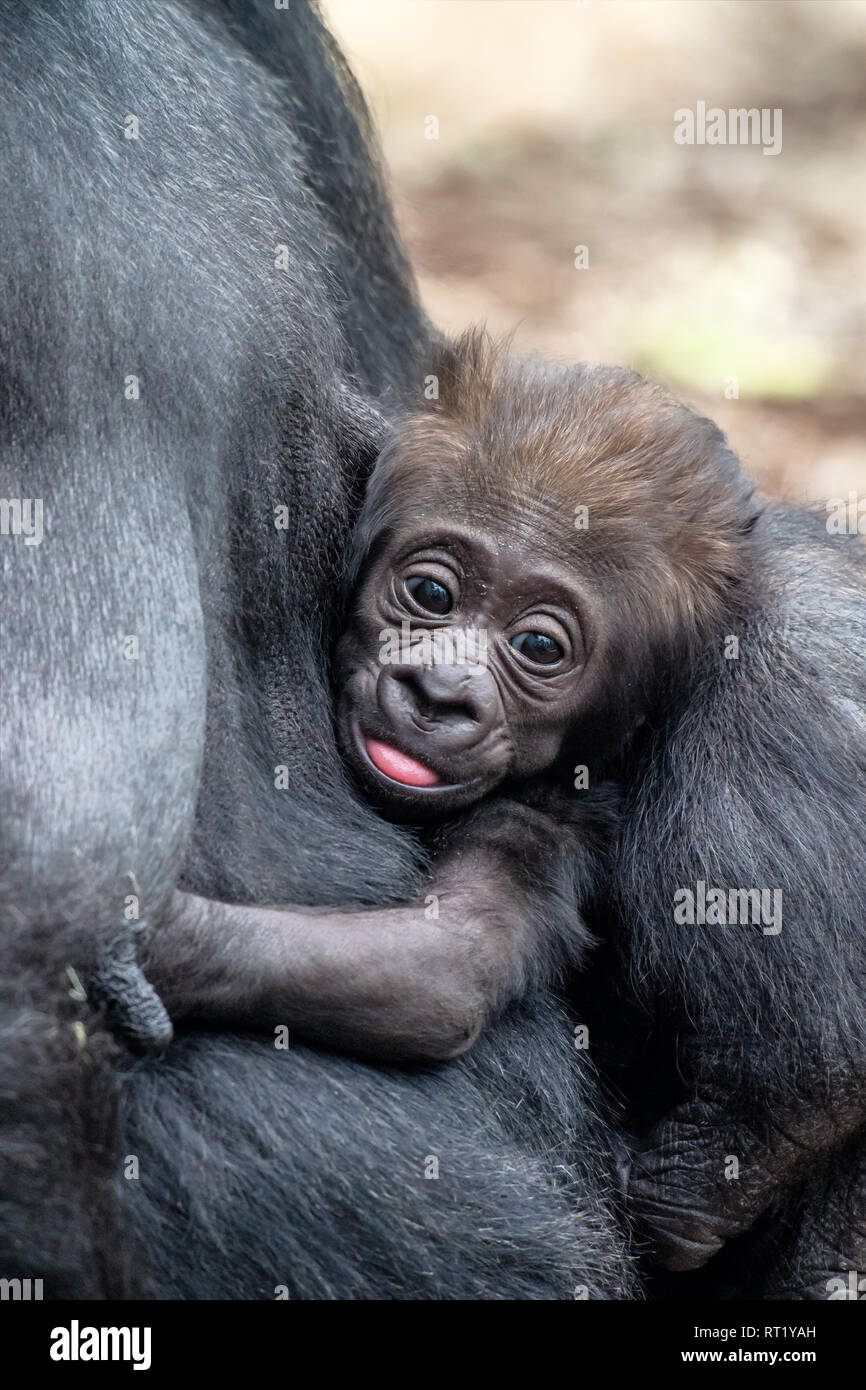 Gorillas are ground-dwelling, predominantly herbivorous apes that inhabit the forests of central Sub-Saharan Africa. Stock Photo