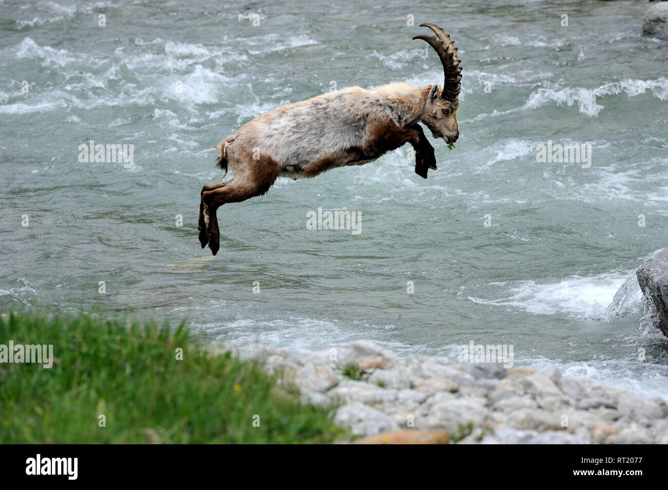 Capricorn, mountain goat, cloven-hoofed animal, ruminant, horn-rimmed bearer, Bovidae, Boviden, goats, goat-like, Capra ibex, mountains, horns, horns Stock Photo - Alamy Capricorn, mountain goat, cloven-hoofed animal, ruminant, horn-rimmed bearer, Bovidae, Boviden, goats, goat-like, Capra ibex, mountains, horns, horns Stock Photo - Alamy