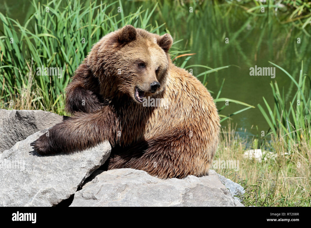 European brown bear, ursus arctos in a park in germany Stock Photo - Alamy