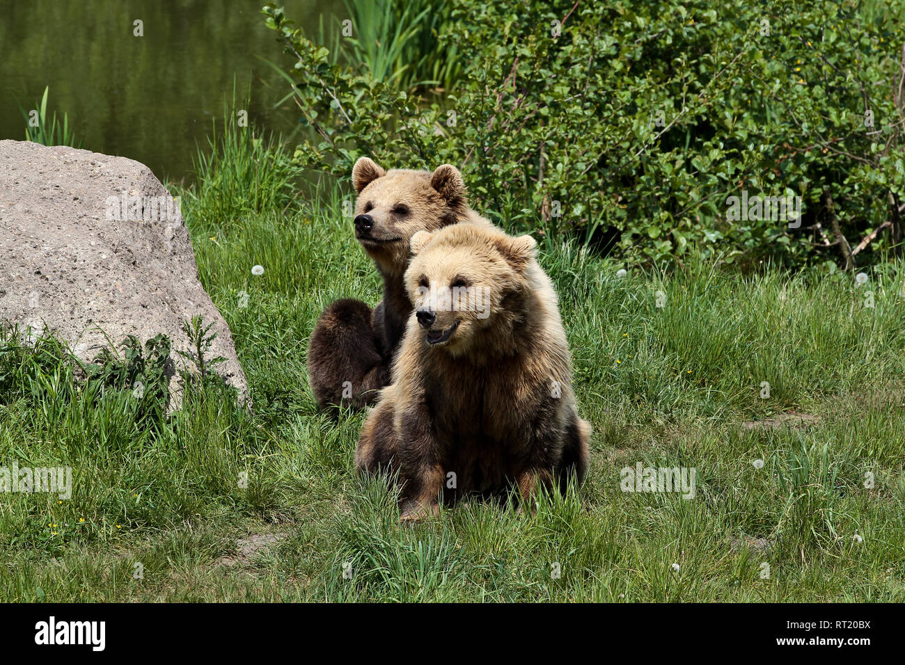 European brown bear, ursus arctos in a park in germany Stock Photo - Alamy