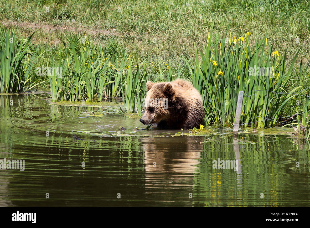 European brown bear, ursus arctos in a park in germany Stock Photo - Alamy