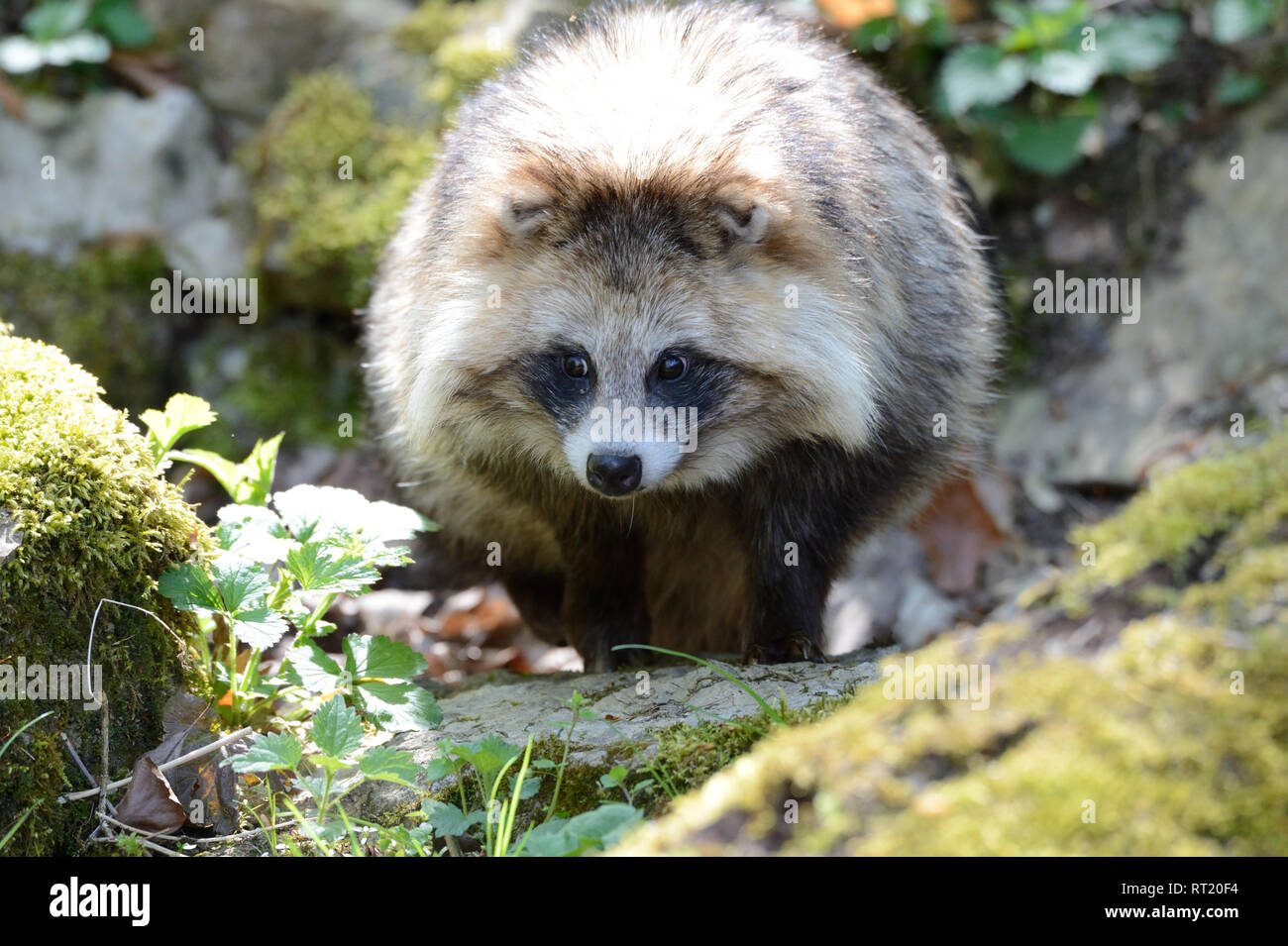 Real dogs, Enok, doggy, marten's dog, Nyctereutes procyonoides, predators,  animals *** Local Caption *** Real dogs, Enok, doggy, marten's dog, Nycte  Stock Photo - Alamy