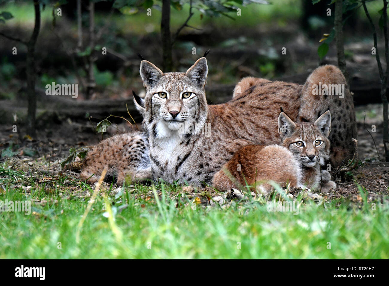 hunter, local predators, Endemically, to great cat, cat, cats, lynx