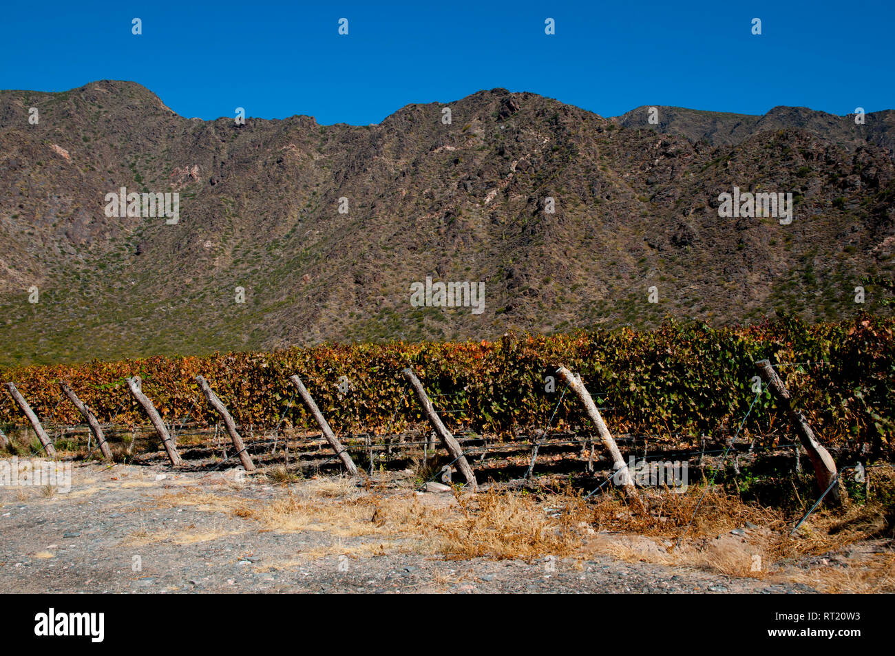 Vineyard - Cafayate - Argentina Stock Photo