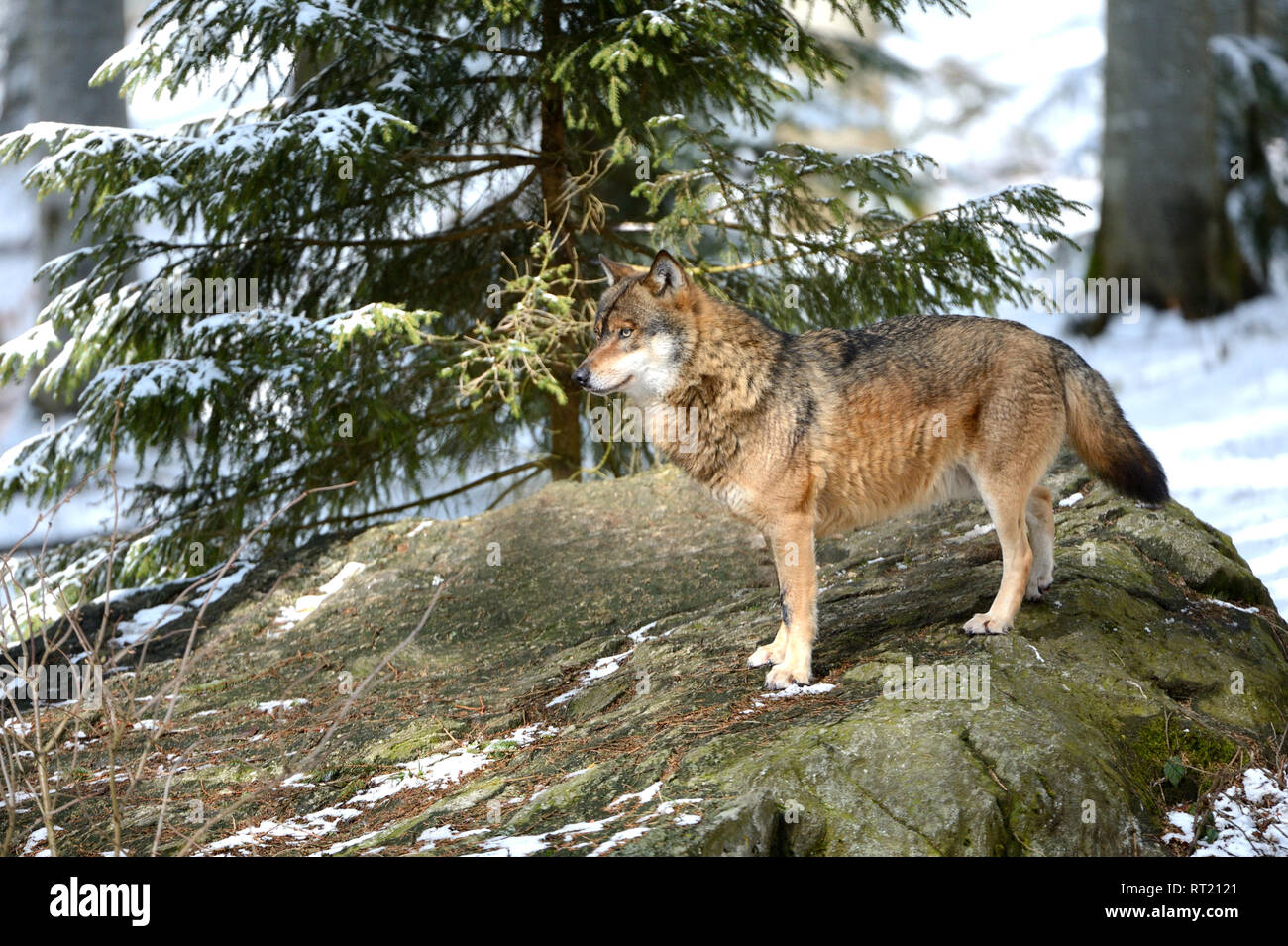 Canine, Canis lupus, European wolf, frost, grey wolf, doggy, Isegrimm, cold, emergency time, predator, predators, snow, winter, wolf, wolves  *** Loca Stock Photo