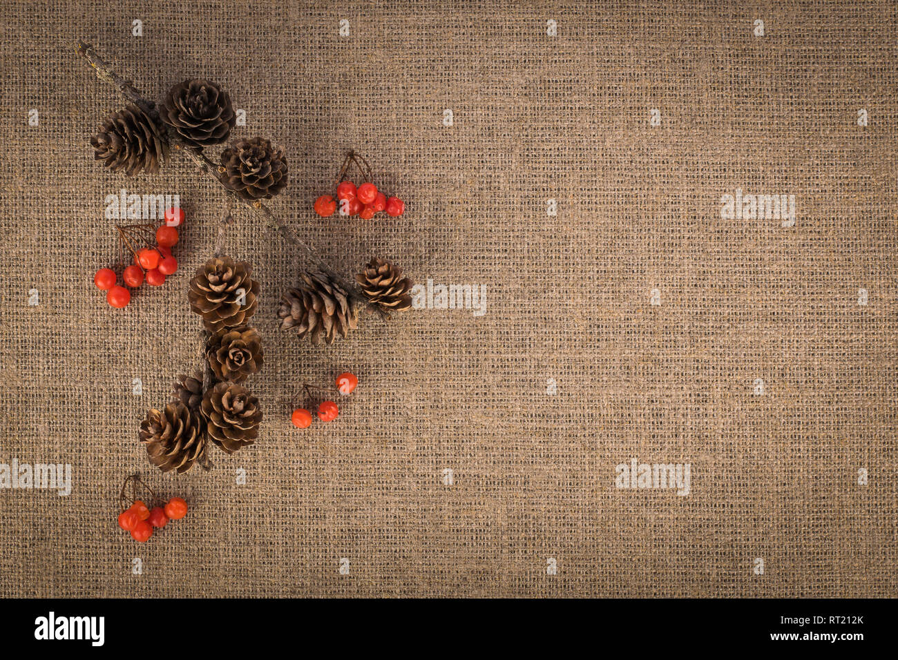 Composition of berries and branch with fir cones. Autumn concept Stock Photo
