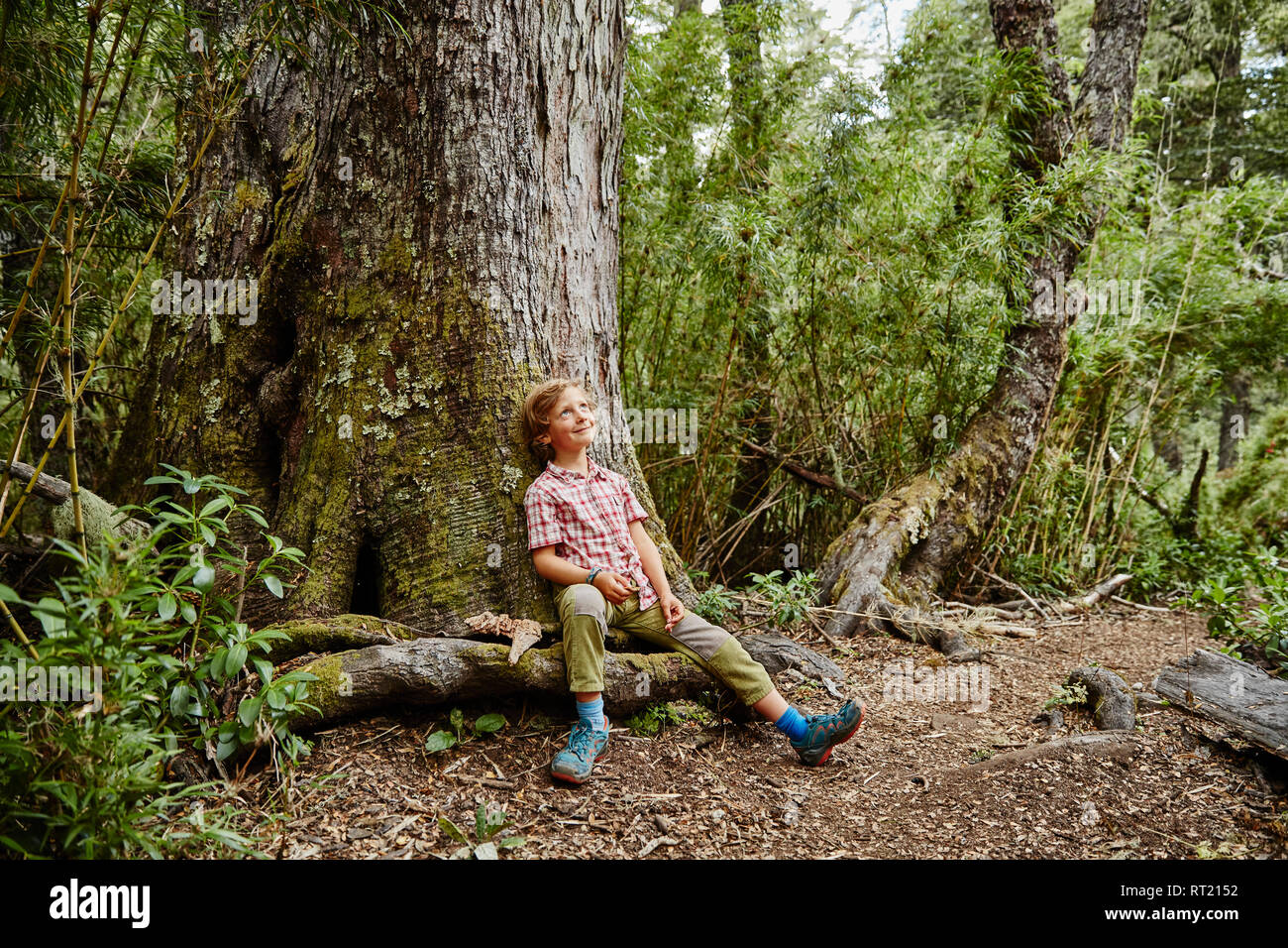 Chile, Puren, Nahuelbuta National Park, smiling boy sitting at a tree in forest looking up Stock Photo