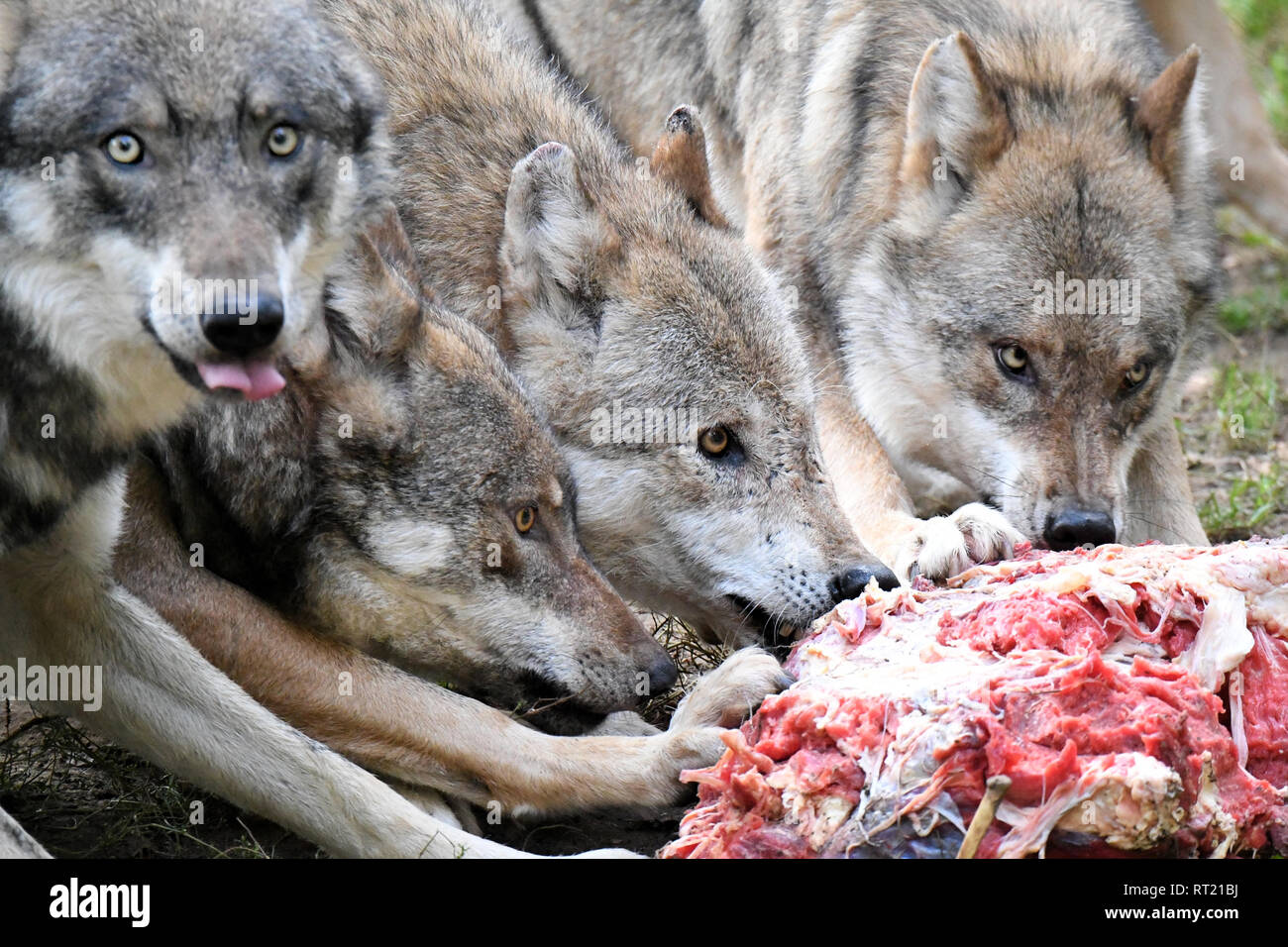 gray wolves food