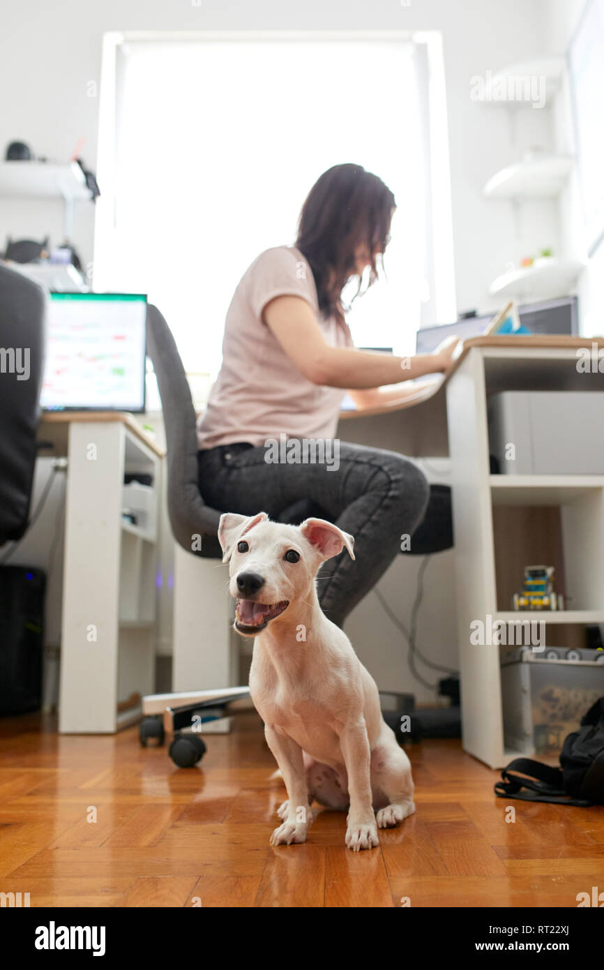 Portrait Of White Dog Waiting At Office While Owner Working At
