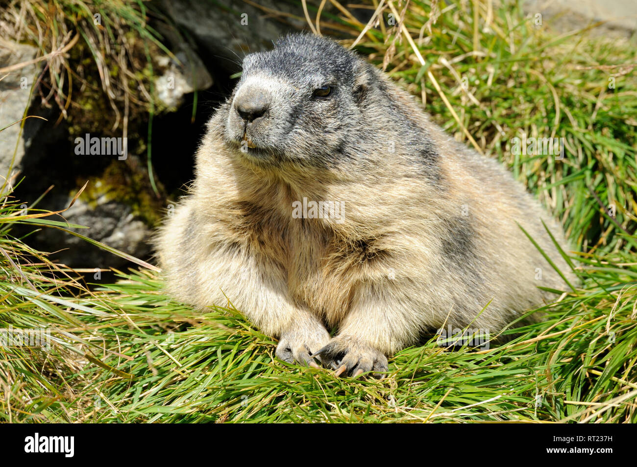 Gophers Stock Photos & Gophers Stock Images - Alamy