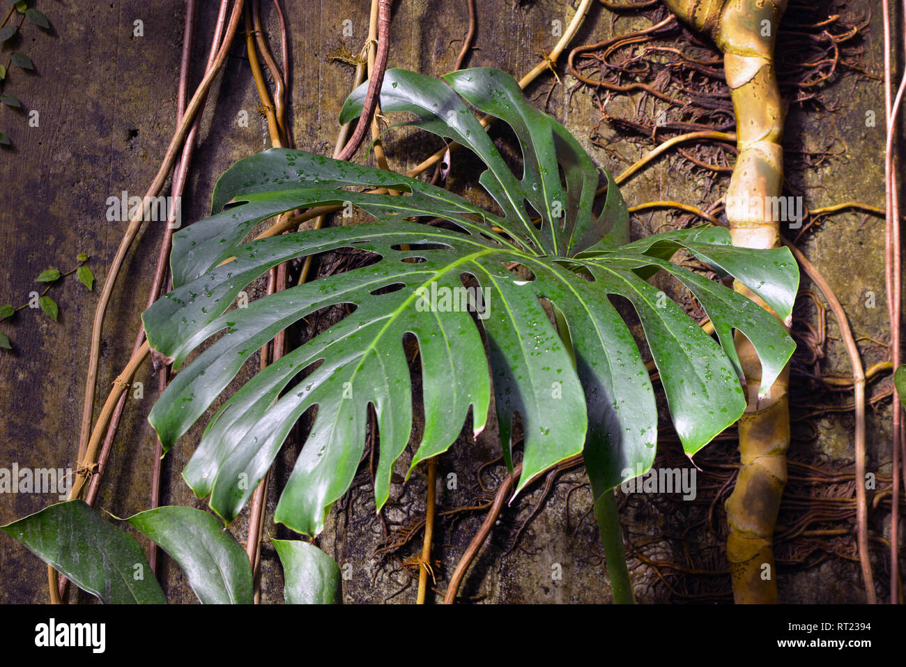 Close up of a leaf of a huge and mature Monstera Deliciosa Swiss Cheese