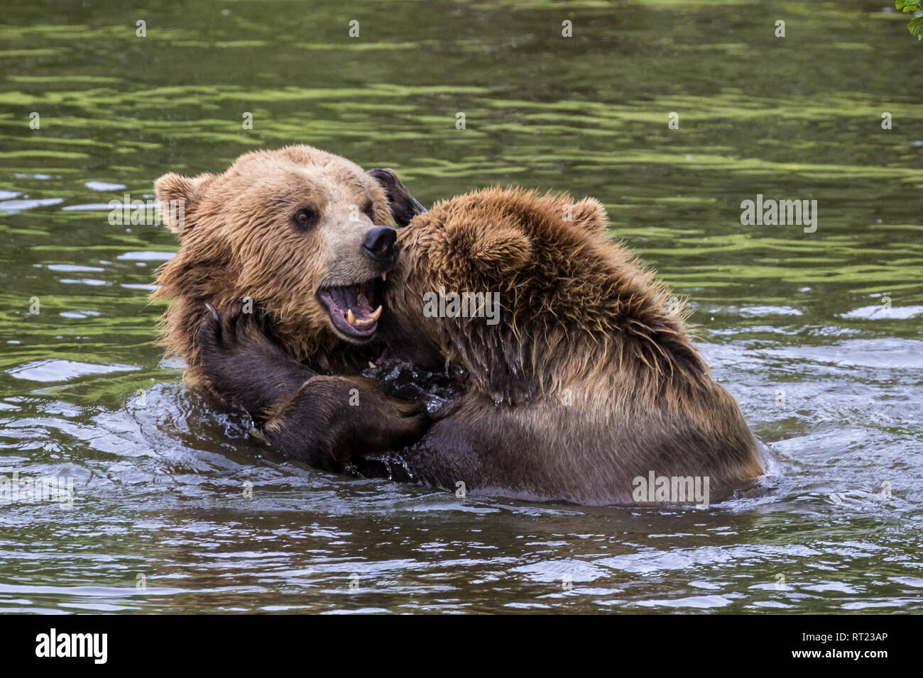 European brown bear, ursus arctos in a park in germany Stock Photo - Alamy