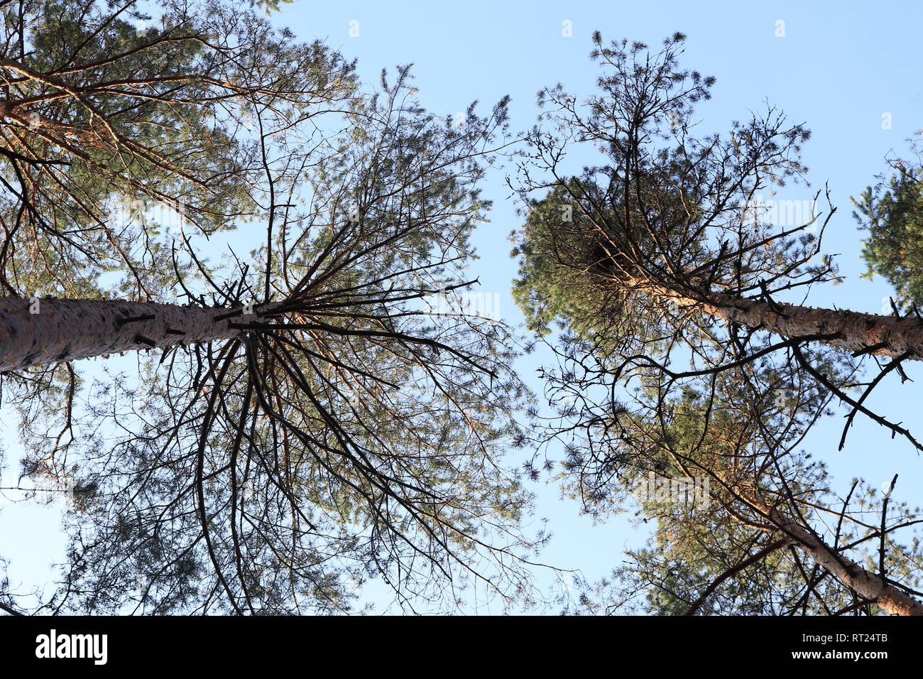 Pine tree tops hires stock photography and images Alamy