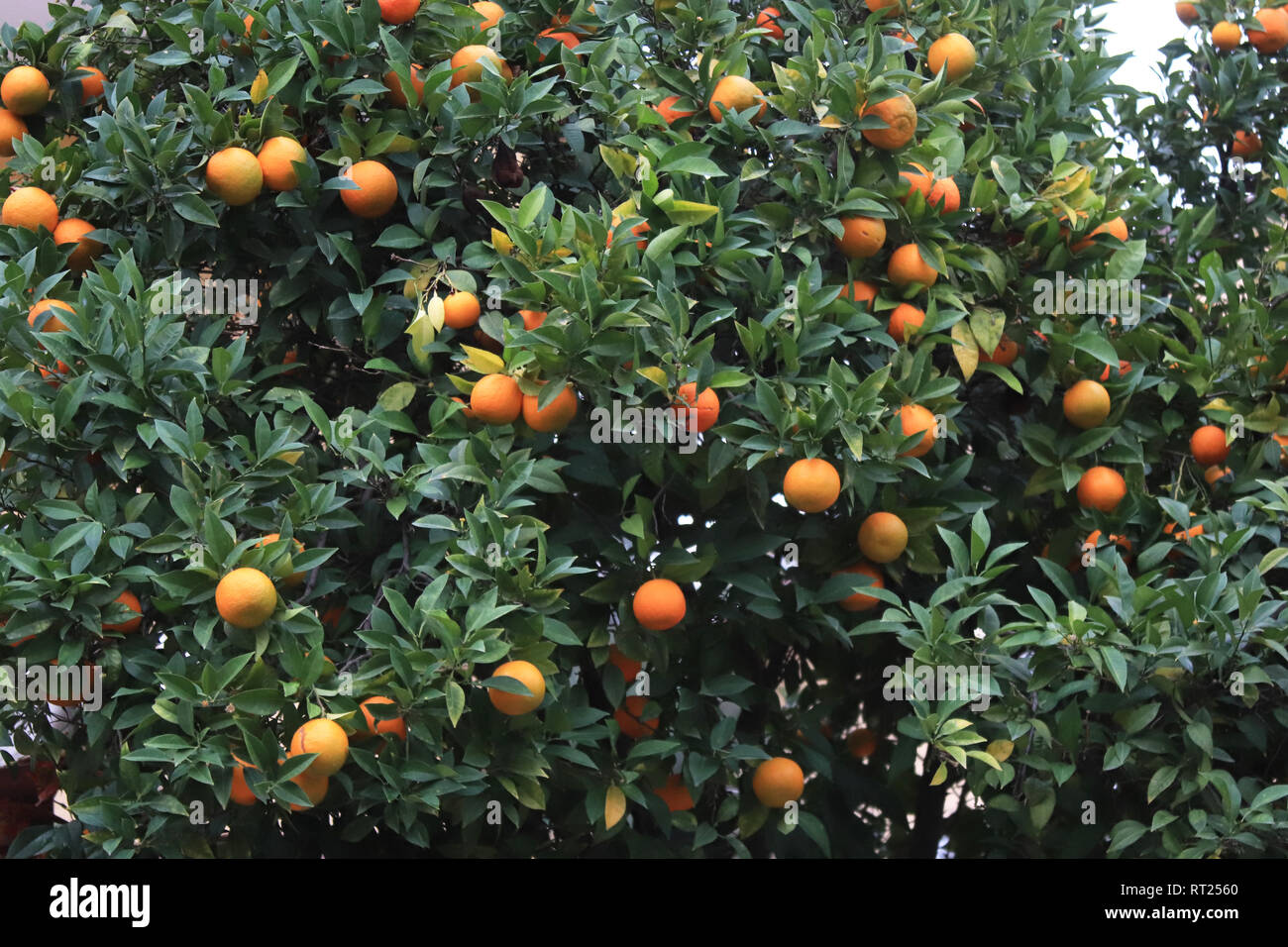 Mandarin tree fruits texture. Citrus tangerine tropical brunches wits