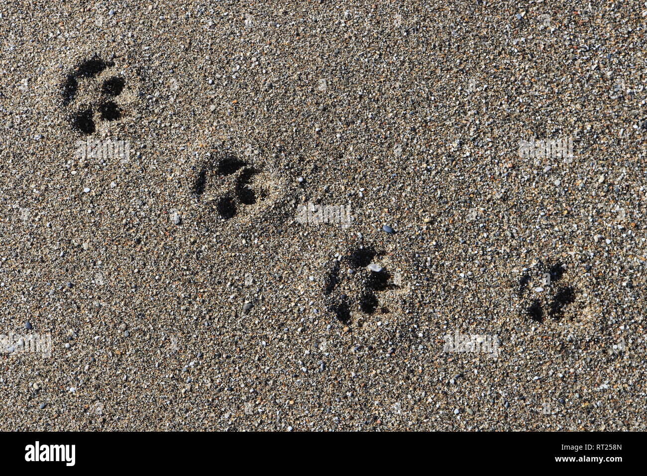 Dog tracks on sand Stock Photo Alamy