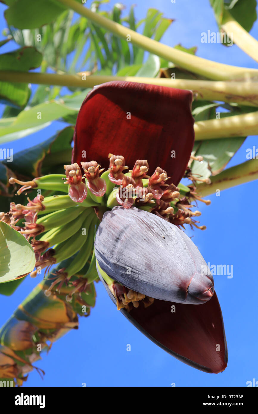 Banana fruit bunch. Tropical tree palm. Exotic botanical agriculture Stock Photo Alamy