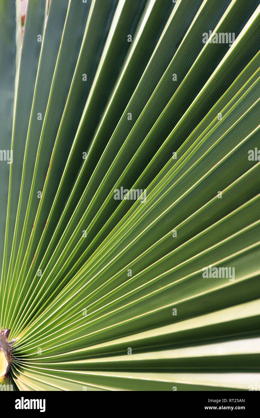 Exotic tree branch background. Palm leaf texture Stock Photo Alamy