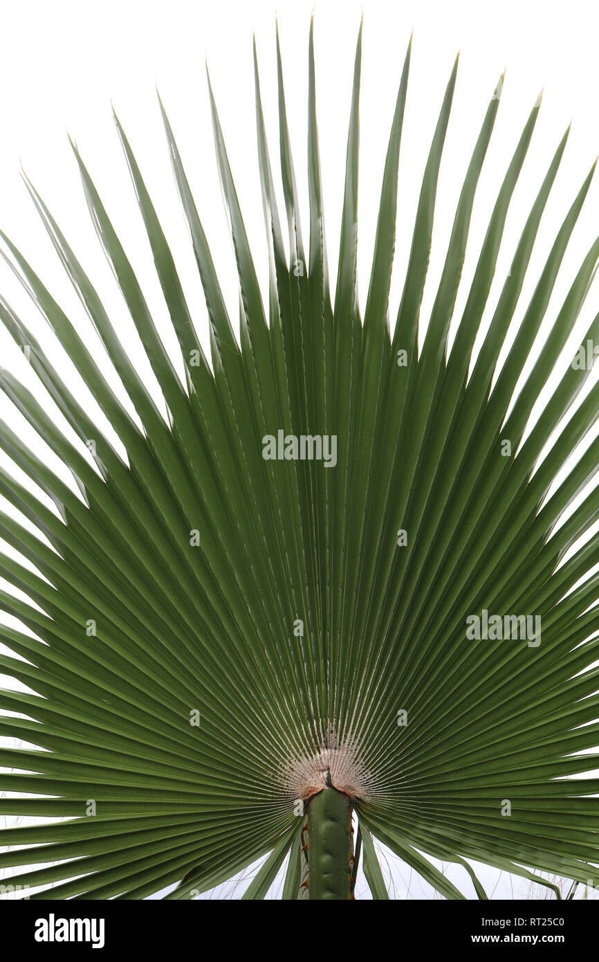 Palm leaf texture. Exotic tree branch Stock Photo Alamy