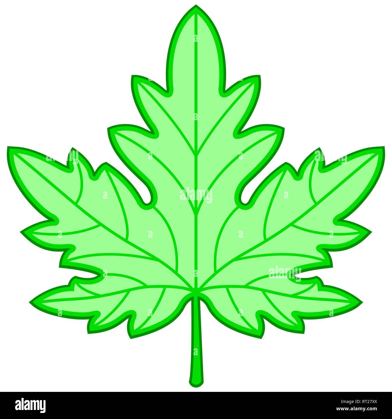 Illustration of the green maple leaf Stock Vector Image & Art - Alamy