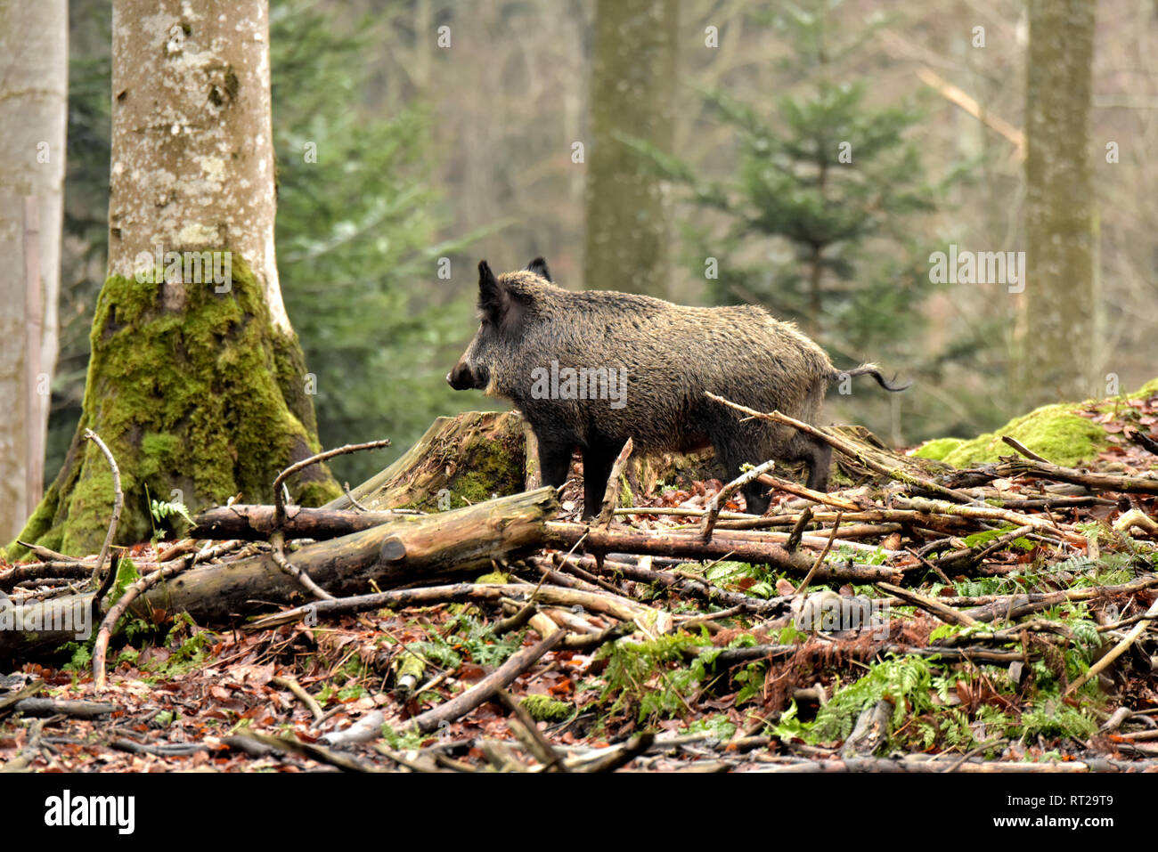 Pigs, beech mast, beech forest, real pigs, cloven-hoofed animals, sow, making a mess, making a mess in winter, black smock, black game, pig, pigs, Suc Stock Photo