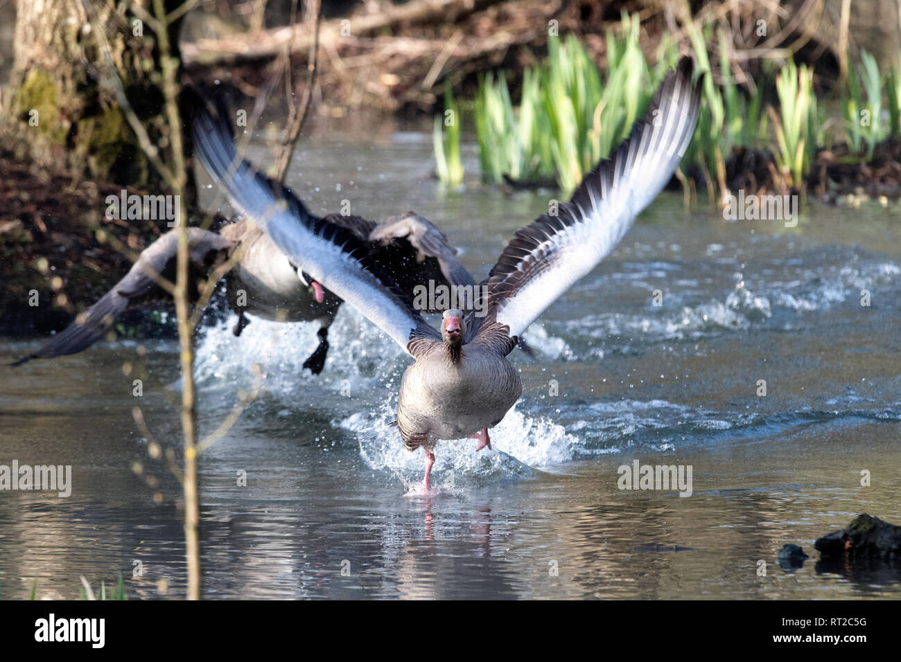 Agressive canada geese hires stock photography and images Alamy