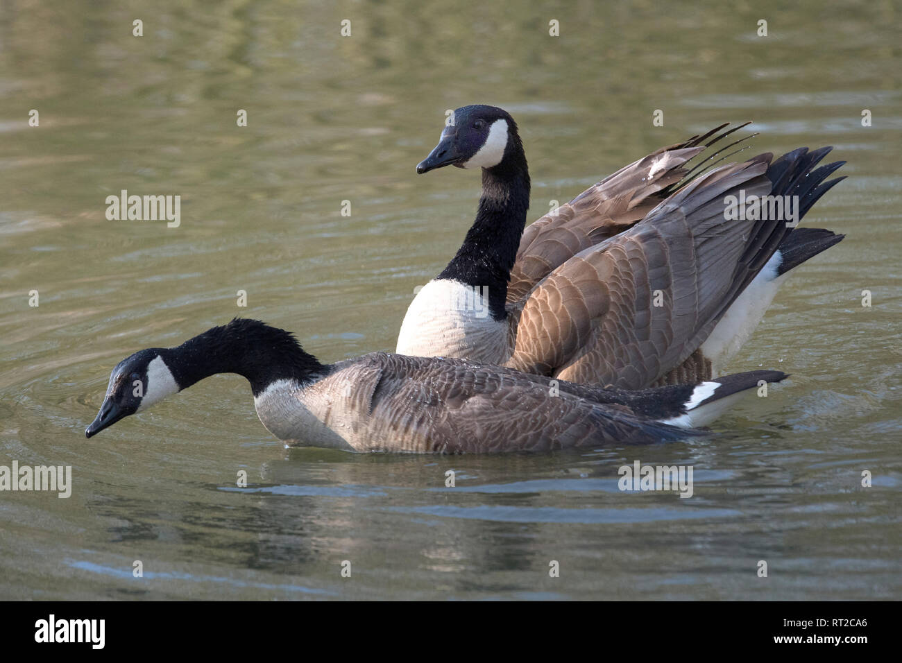 Branta canadensis real geese duck s birds goose geese goose s