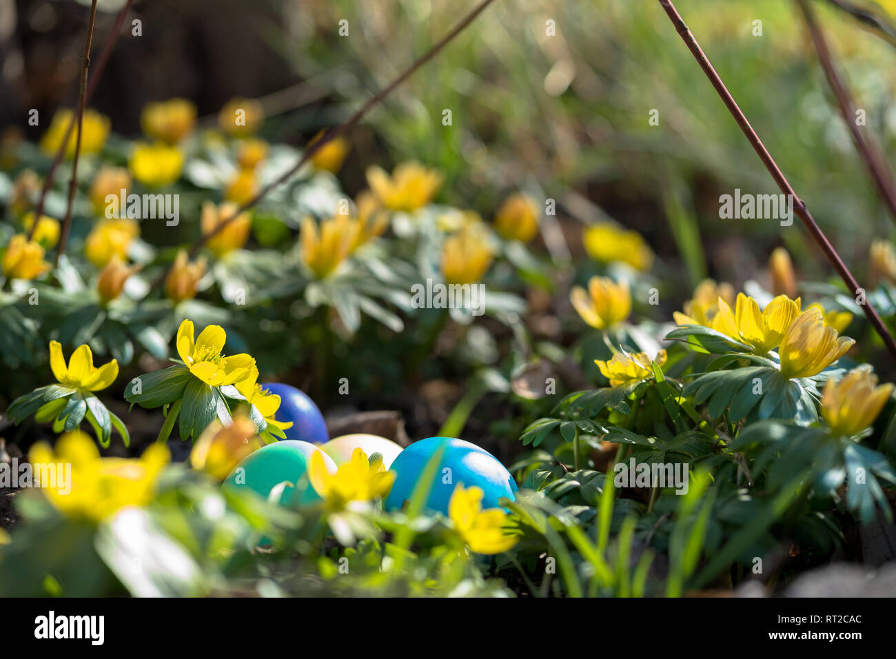 hidden easter eggs behind flowers Stock Photo