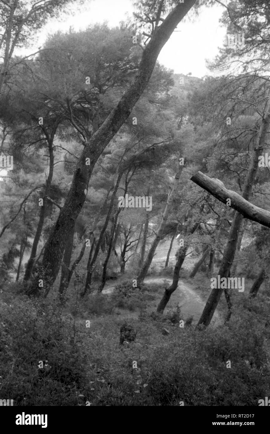 Griechenland, Greece - In einem kleinen Wald mit mächtigen alten Bäumen in Griechenland, 1950er Jahre. A forest with old mighty trees in Greece, 1950s. Stock Photo