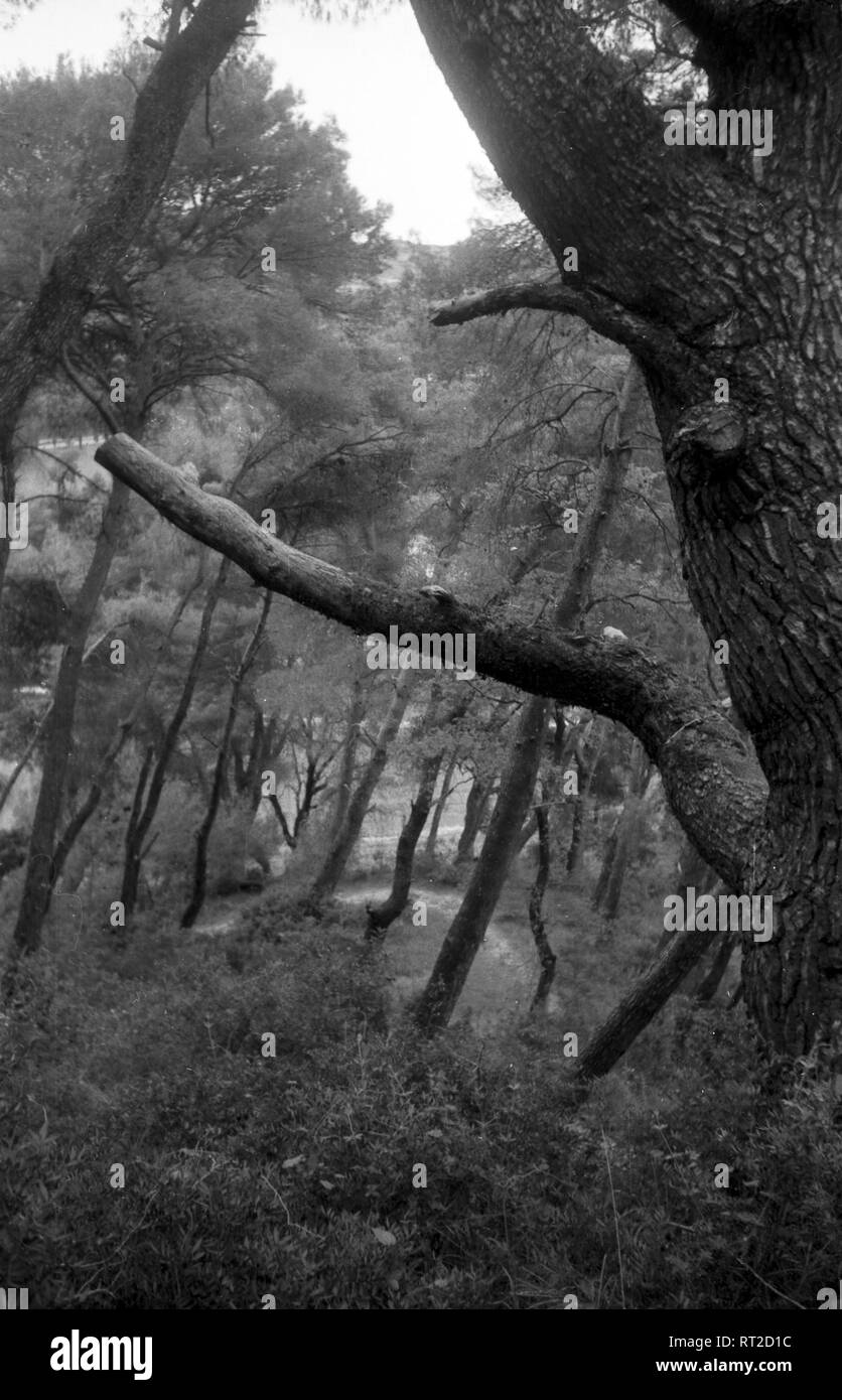 Griechenland, Greece - In einem kleinen Wald mit mächtigen alten Bäumen in Griechenland, 1950er Jahre. A forest with old mighty trees in Greece, 1950s. Stock Photo