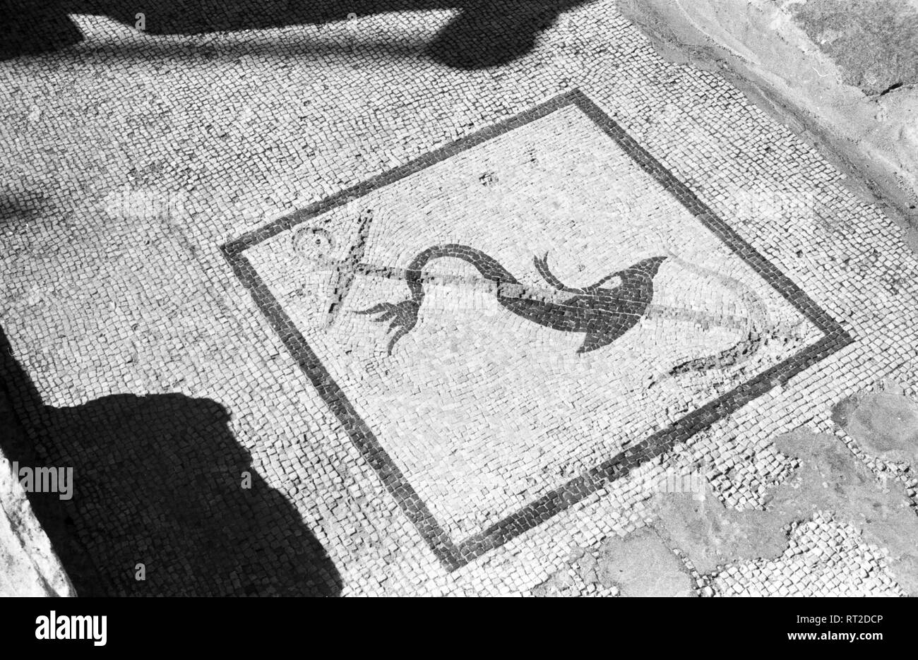 Griechenland, Greece - Ein Mosaik auf der Insel Delos, Griechenland, stellt einen Delphin dar, der sich um einen Anker windet, Griechenland, 1950er Jahre. An ancient mosaic at the island of Delos depicting a dolphin winding around an anchor, Greece, showing, to dolphins, 1950s. Stock Photo