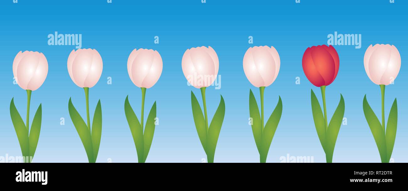 one red tulip between many white tulips vector illustration EPS10 Stock Vector