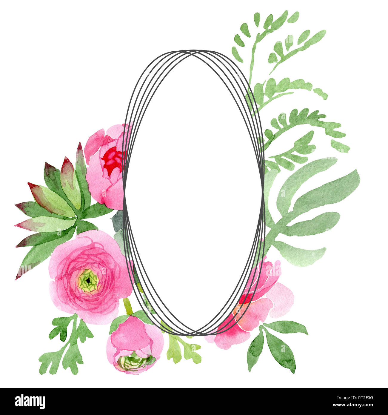 Pink ranunculus floral botanical flowers. Watercolor background ...