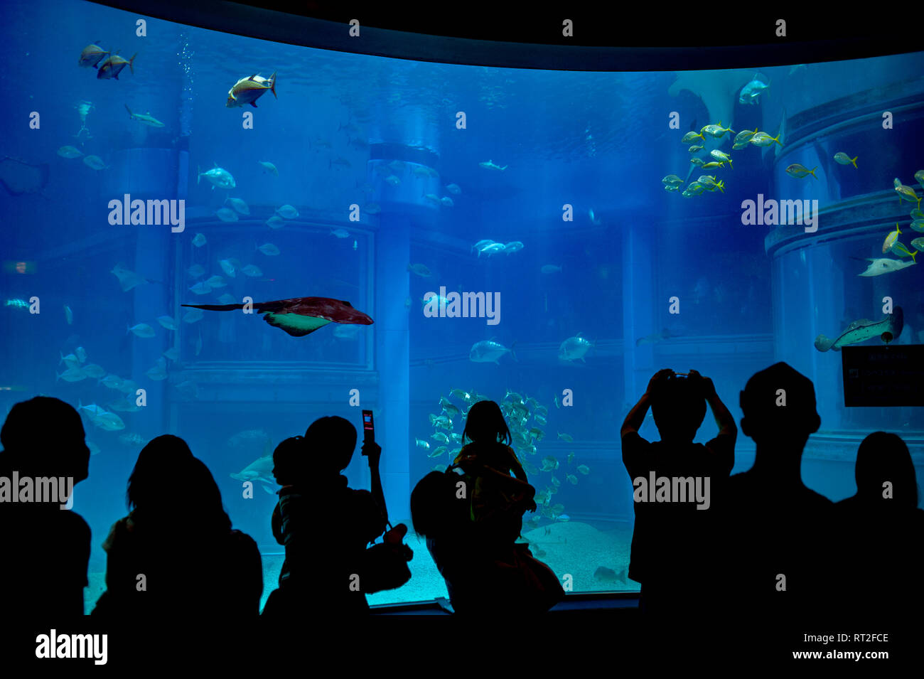 Osaka Aquarium, Japan Stock Photo Alamy