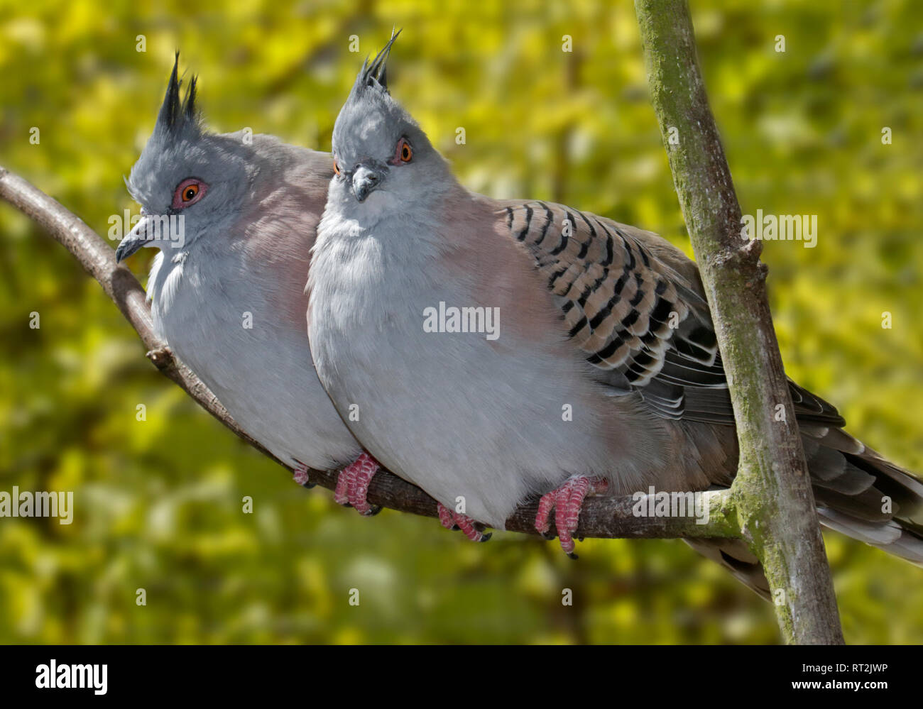 Crested Pigeons (ocyphaps lophotes) Stock Photo
