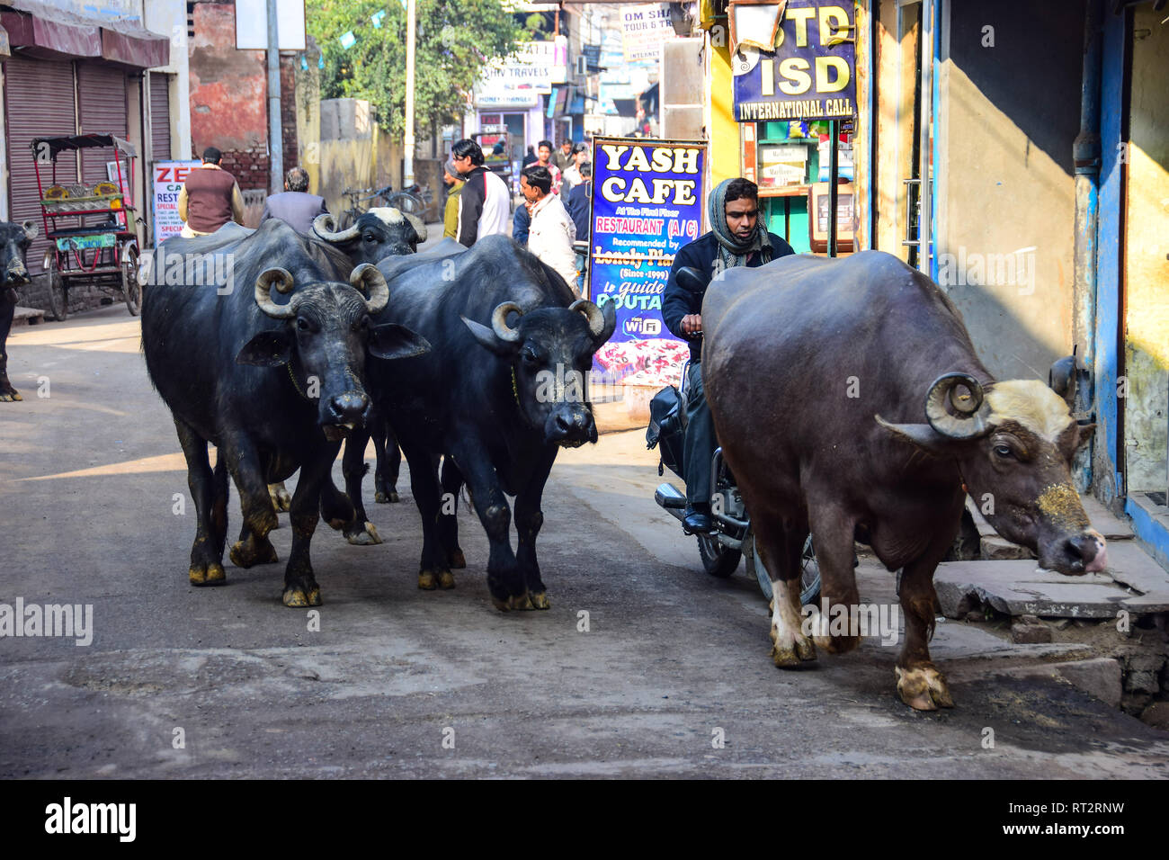 Horned Cattle High Resolution Stock Photography and Images Alamy