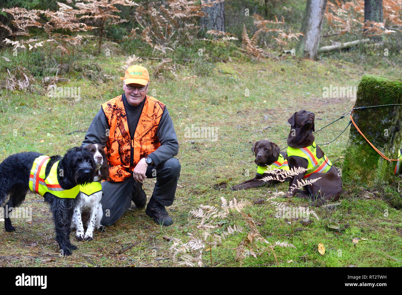 Autumnal driven hunt on red deer, hunt, hunting, driven hunt, red deer