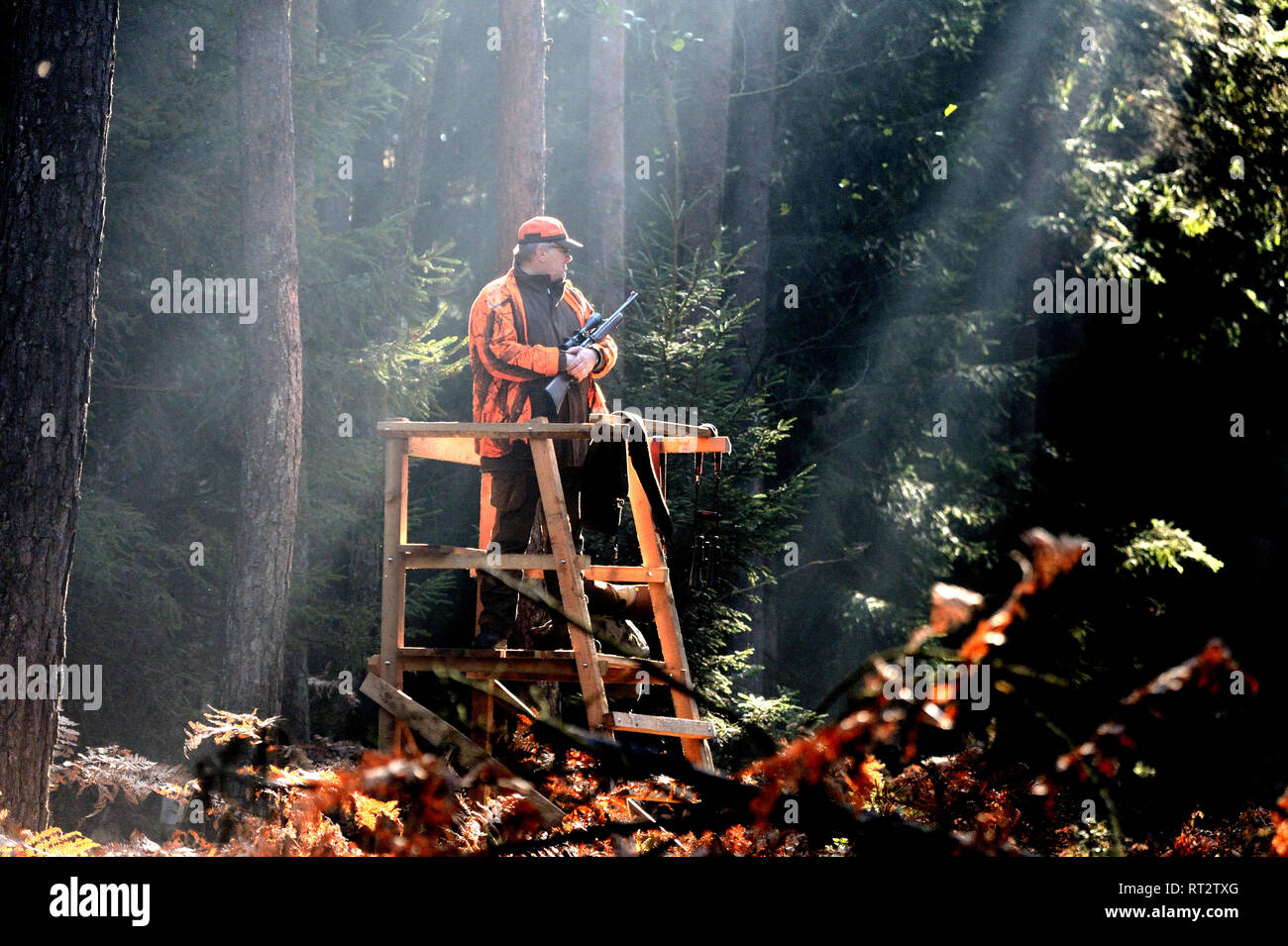 Autumnal driven hunt on red deer, hunt, hunting, driven hunt, red deer