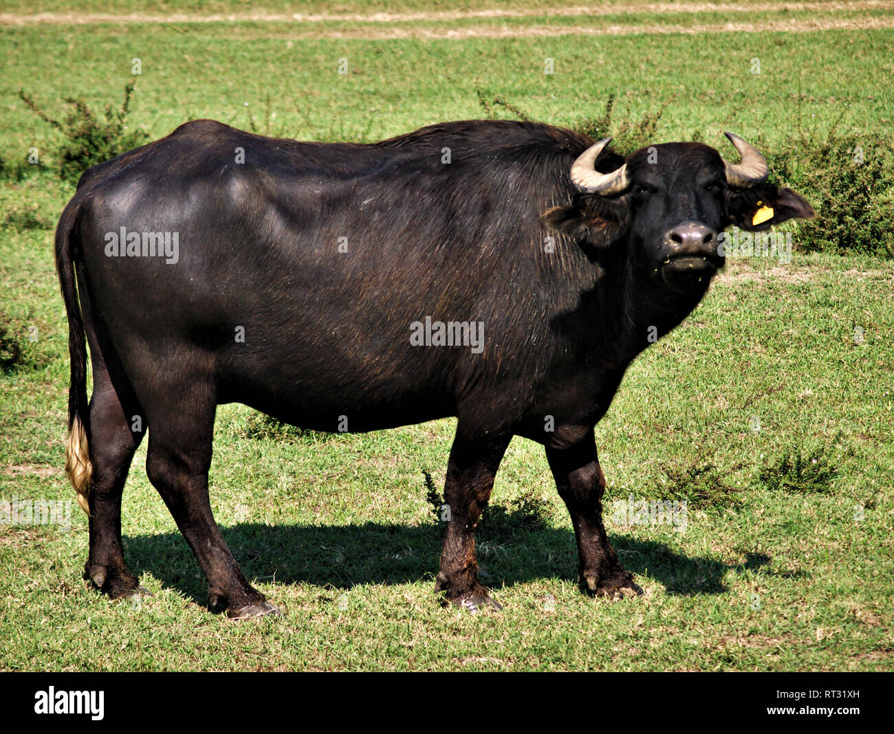 One buffulo looking at the camera, in lake Kerkini, Greece Stock Photo ...