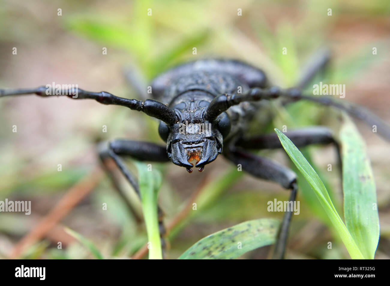 black bug found in grass in Croatia. It is about 6 cm long Stock Photo