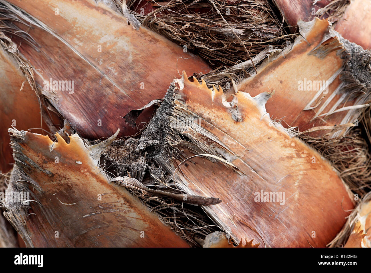 Palm tree bark texture. Tropical cut branches wood bark structure background. Stock Photo