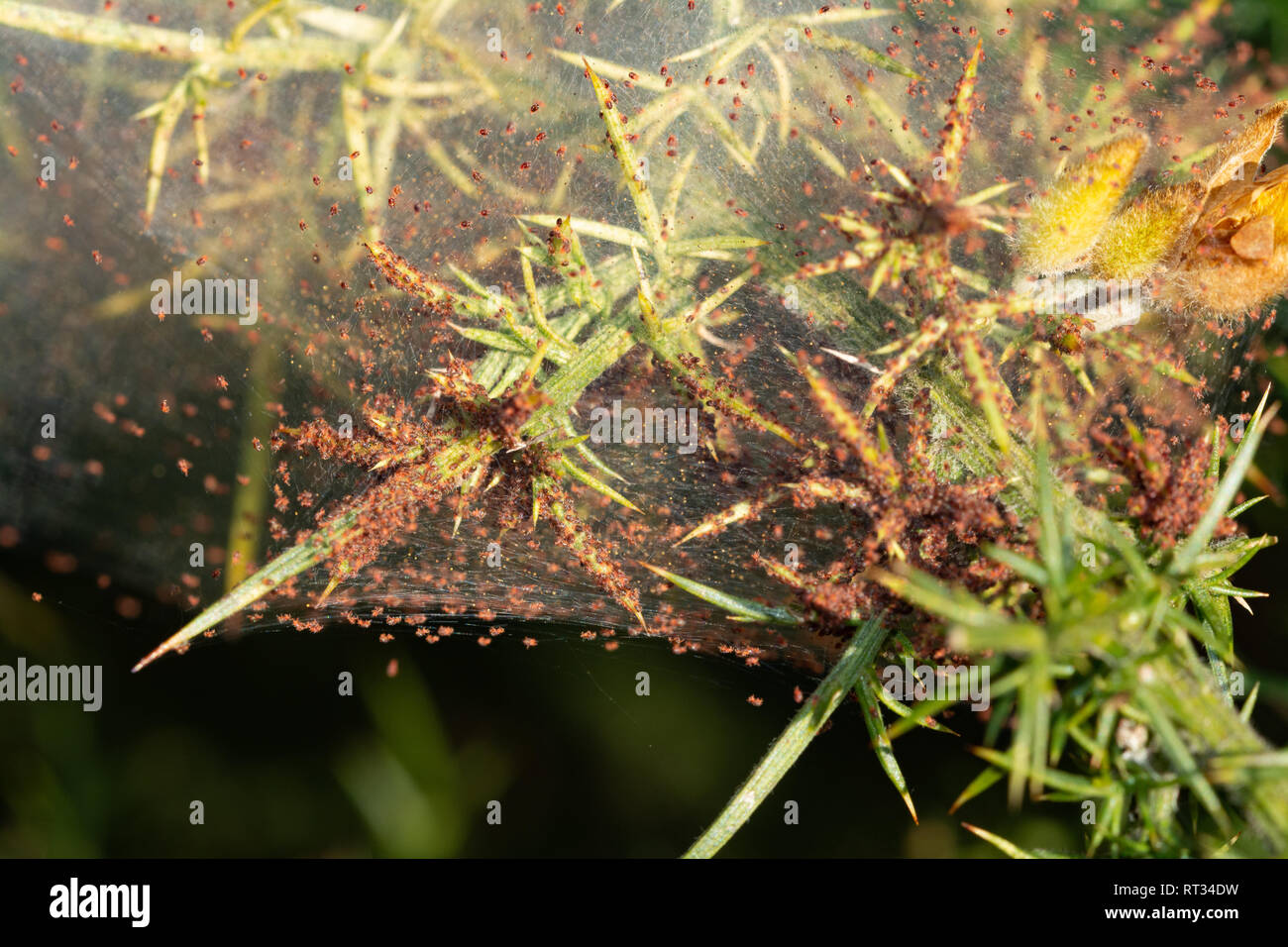 Gorse spider mites (Tetranychus lintearius) Stock Photo