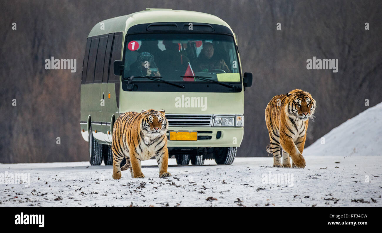 MUDANJIANG PROVANCE, HENGDAOHEZI PARK, CHINA. HARBIN – 29 JANUARY 2018: Siberian tigers and a bus with tourists in the nursery. January 2018, China. Stock Photo