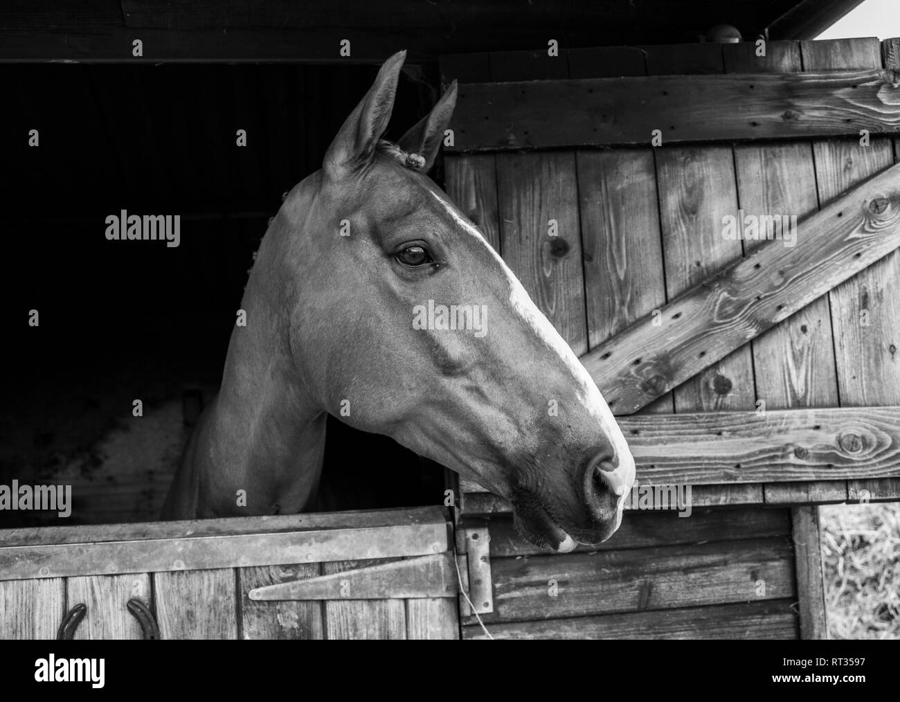 Brown horse with white nose flash, in wooden stable, with just his head